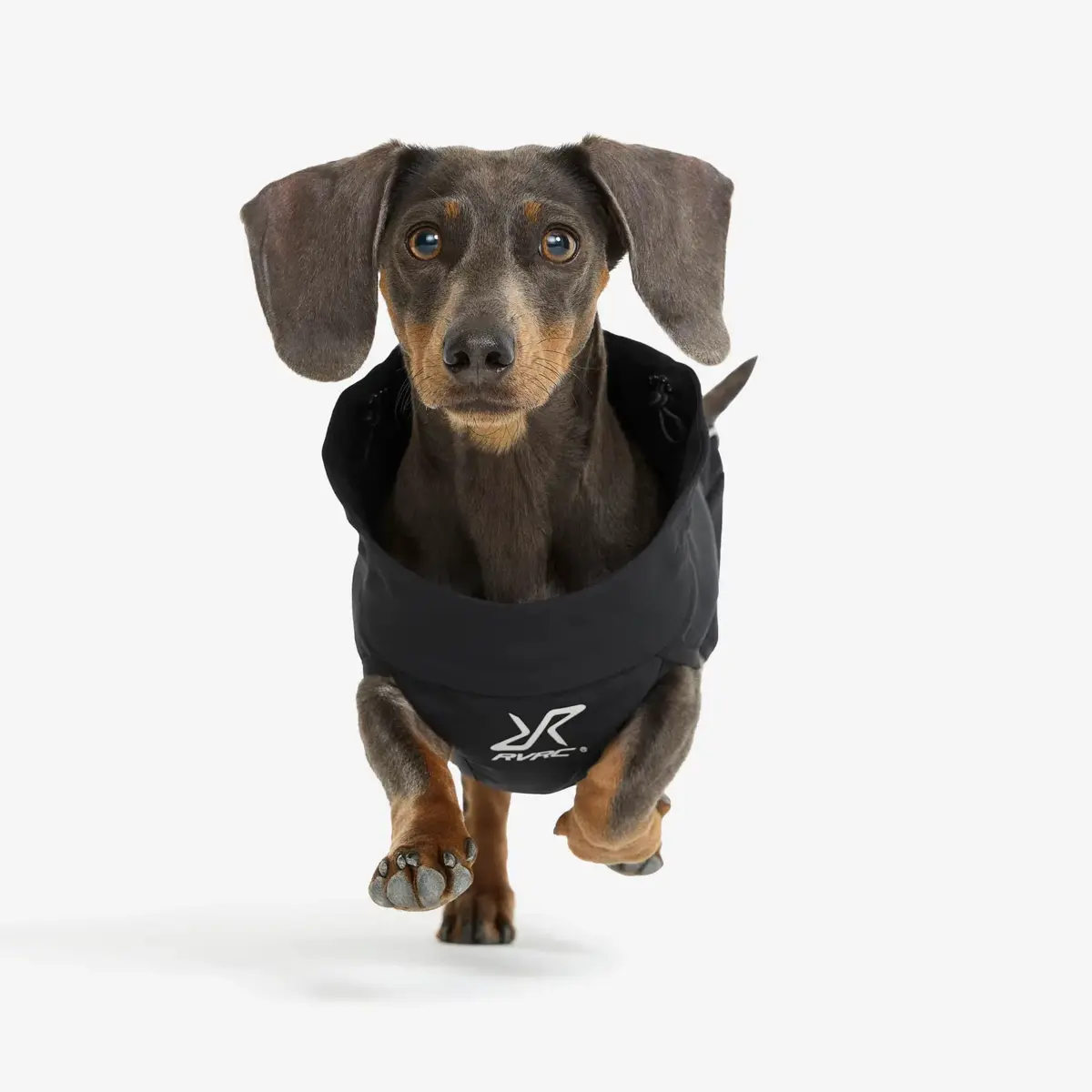 Cyclone hundjacka Hund Svart Cyclone hundjacka Hund Svart